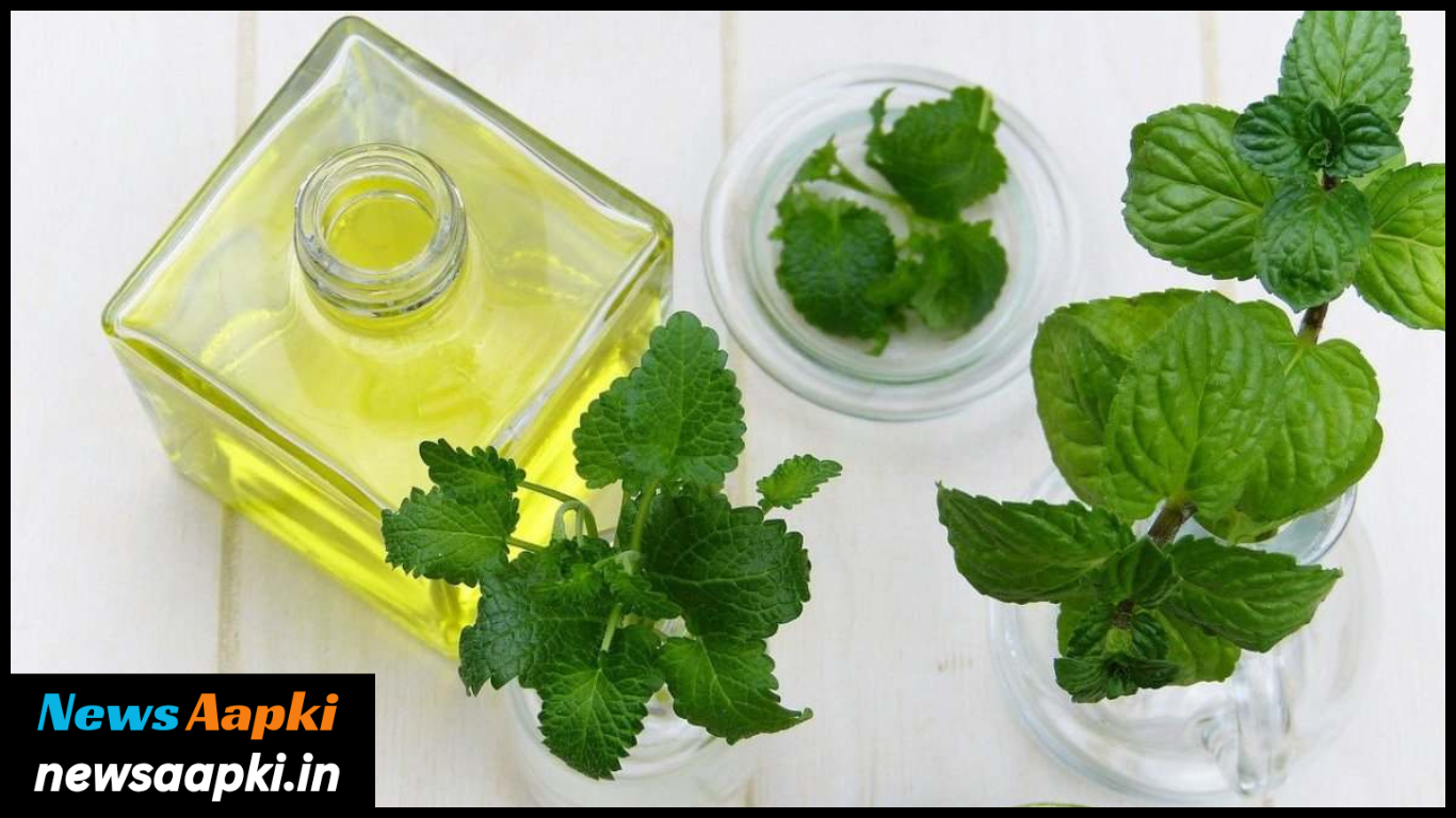 Mentha Oil Business Ideas Plan Development in Hindi