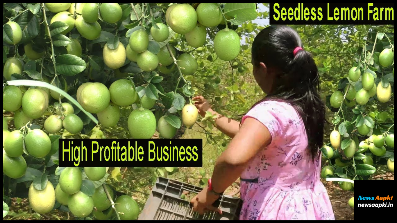 Lemon Farming Business Ideas in India