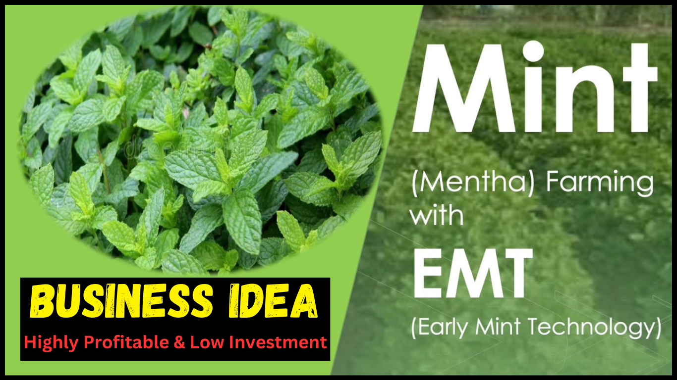 Mentha Business Ideas Plan Development in Hindi