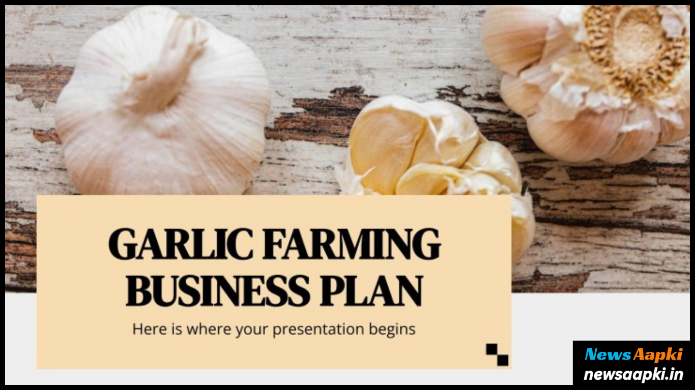 Garlic Farming Business Ideas Model Plan Work, Investment or Expenses and Profit Margin or Earnings in Hindi