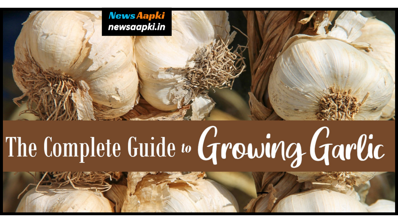 Garlic Farming Business Ideas Model Plan Work, Investment or Expenses and Profit Margin or Earnings in Hindi