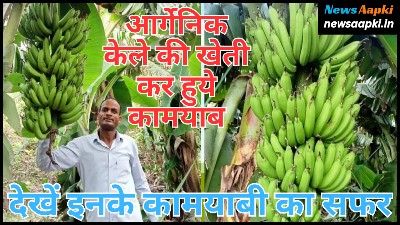 Banana Farming Sangram Singh Success Story