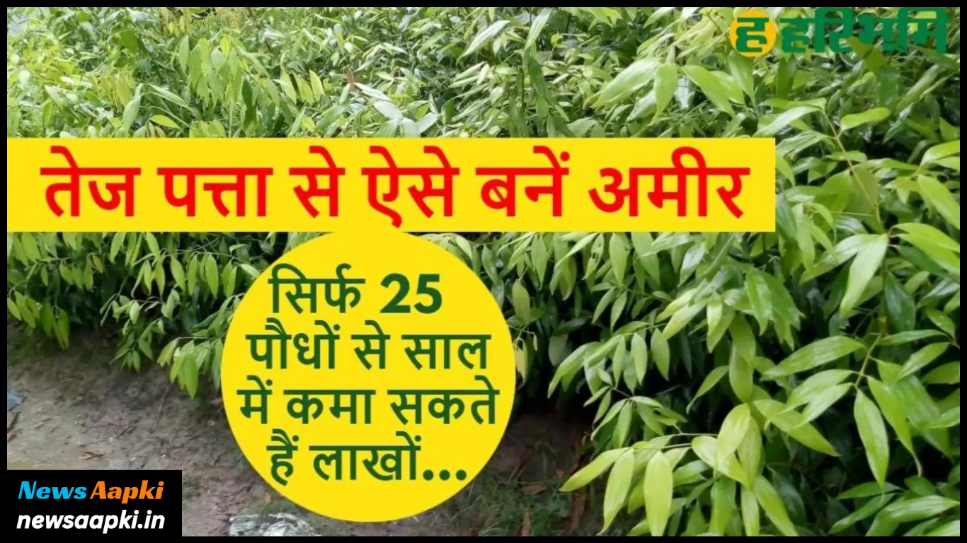 Bay Leaf Production Plantation Agriculture Husbandry Harvesting Business Idea Work Model Plan, Profession, Investment Cost Expenses and Profit Margin Earnings in Hindi