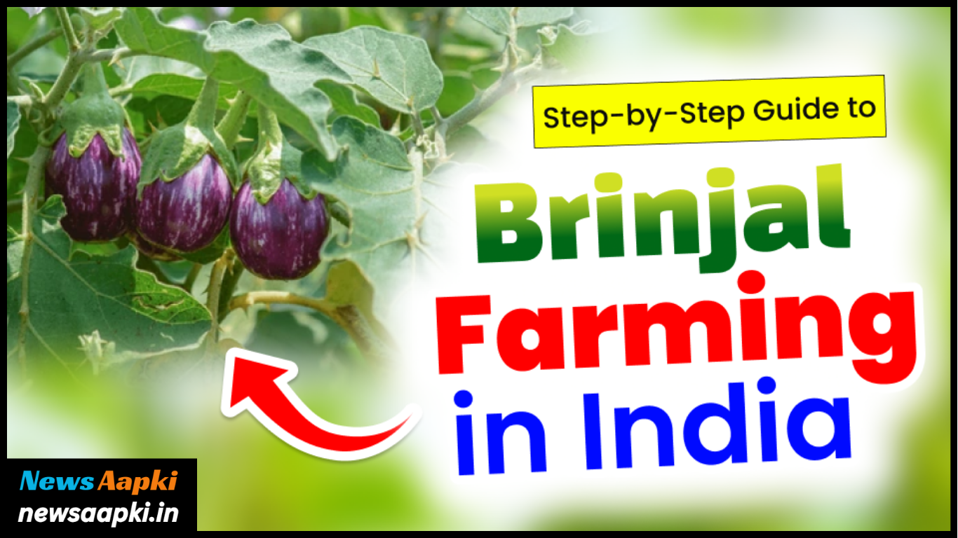 Brinjal Farming Business Idea Work Model Plan, Investment Cost Expenses and Profit Margin Earnings in Hindi