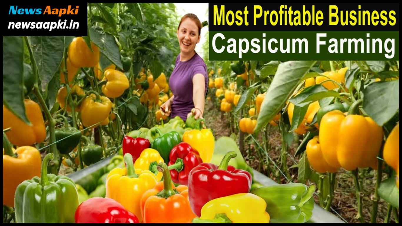 Capsicum Farming Business Idea Work Model Plan, Making , Manufacturing, Investment Cost Expenses and Profit Margin Earnings in Hindi