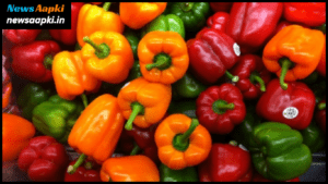 Capsicum Farming Business Idea in Polyhouse or Greenhouse , Season Time, Guide, Work Model Plan, Investment Cost Expenses and Profit Margin Earnings in one Acre in Hindi