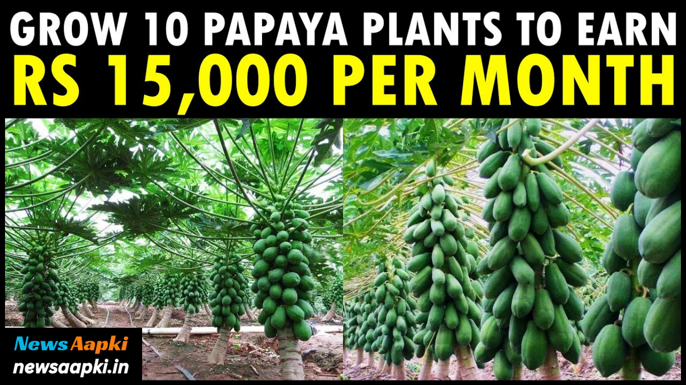 Papaya Agriculture, Husbandry, Harvesting Business Ideas Work Model Plan, Investment Cost Expenses and Profit Margin Earnings in Hindi