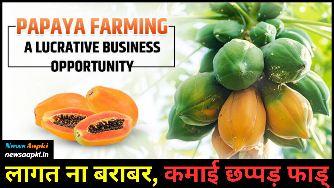 Papaya Farming Business Idea Work Model Plan, Investment Cost Expenses and Profit Margin Earnings in Hindi